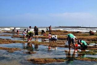 赶海视频网红肥仔,揭秘海洋宝藏的欢乐捕捞之旅