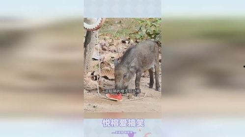 吃猪瓜坏处,揭秘食用猪瓜的潜在风险与危害