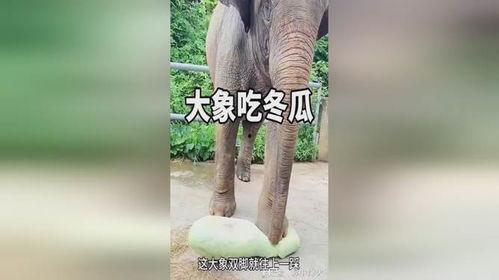 大象吃长腿瓜,探寻长腿瓜的独特魅力