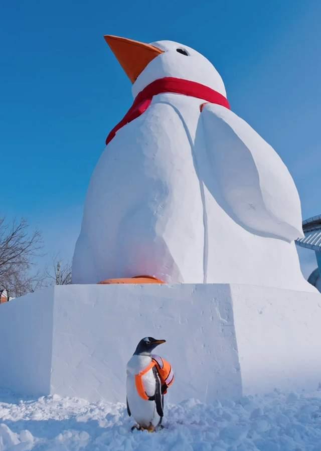 大雪人网红简介,网络红人的冰雪奇缘之旅