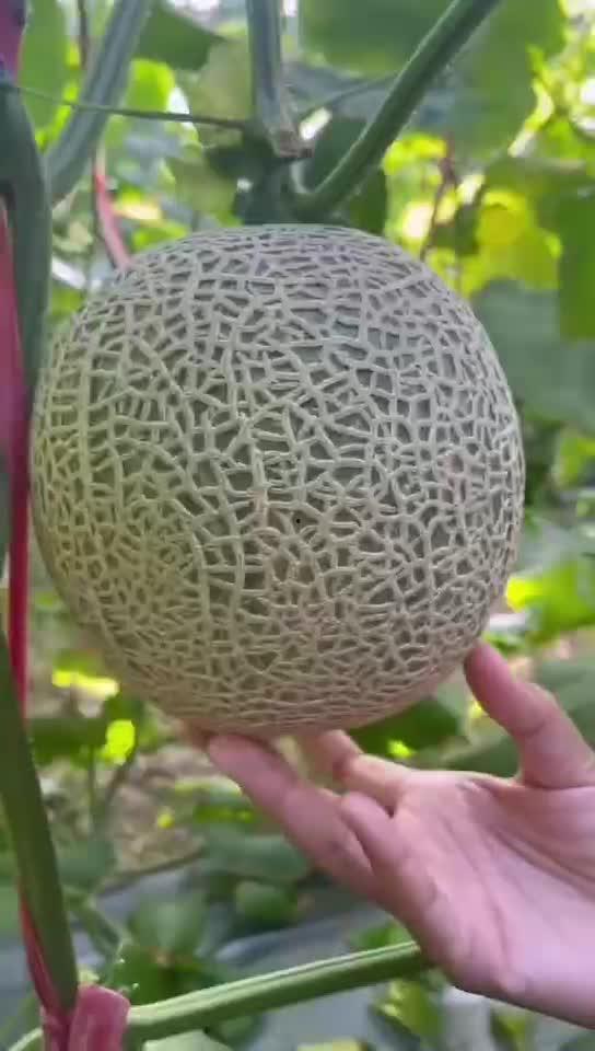 玲珑蜜瓜吃皮吗