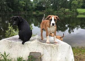 狗嘻嘻笑的表情包网红,萌宠界的网红新宠