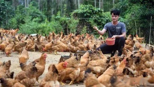 钦州那彭镇新闻头条,聚焦乡村振兴，共绘美好蓝图”