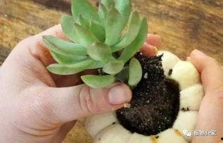 多肉吃瓜录屏,趣味横生的植物世界揭秘